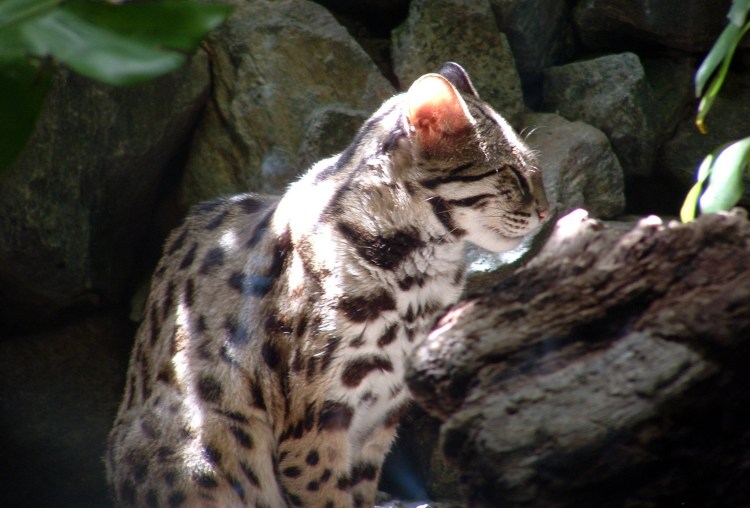 Бенгальская кошка котенок