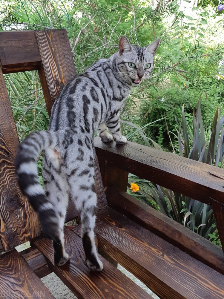 Мраморный бенгал котенок