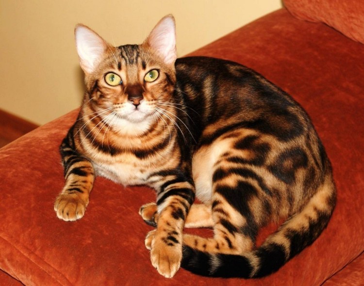 Питомник бенгальских кошек Elva