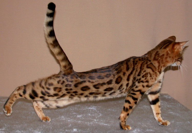 Бенгальская кошка мраморная