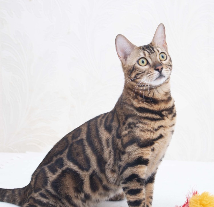 Браун Марбл бенгалы