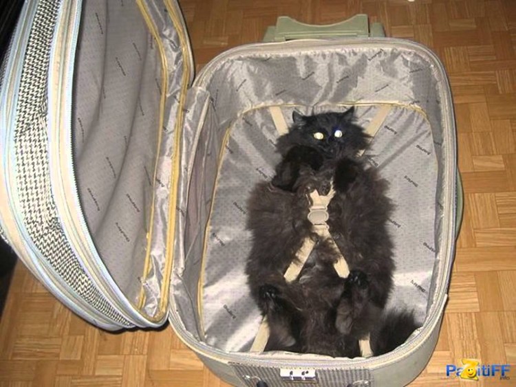 Кот в чемодане приколы