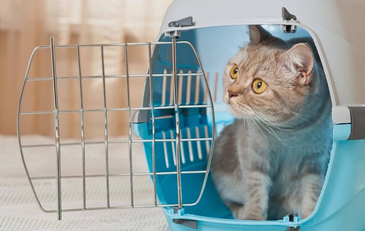 Котенок в переноске
