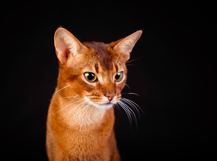 Абиссинская кошка