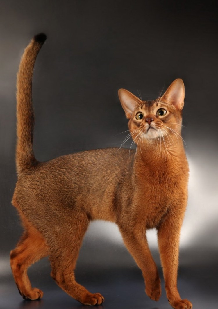 Абиссинская кошка