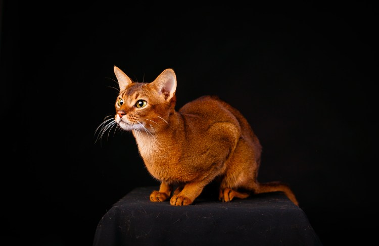 Абиссинская кошка черная