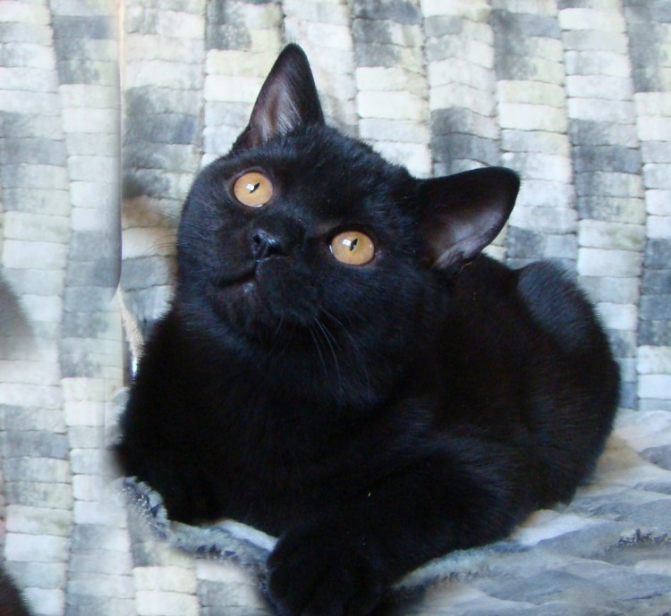 Скоттиш страйт черный котенок
