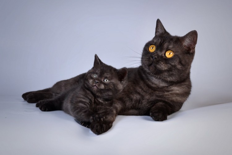 Шотландская кошка скоттиш страйт черная