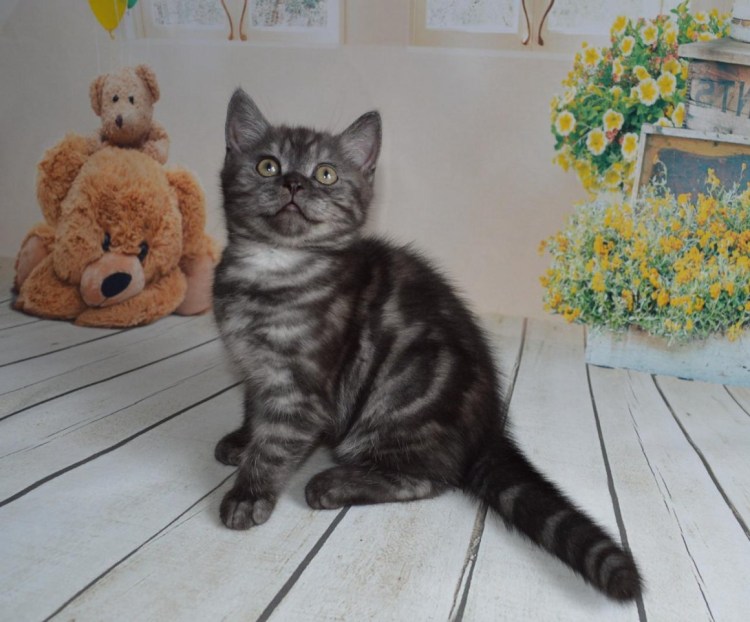 Шотландский страйт кот черный