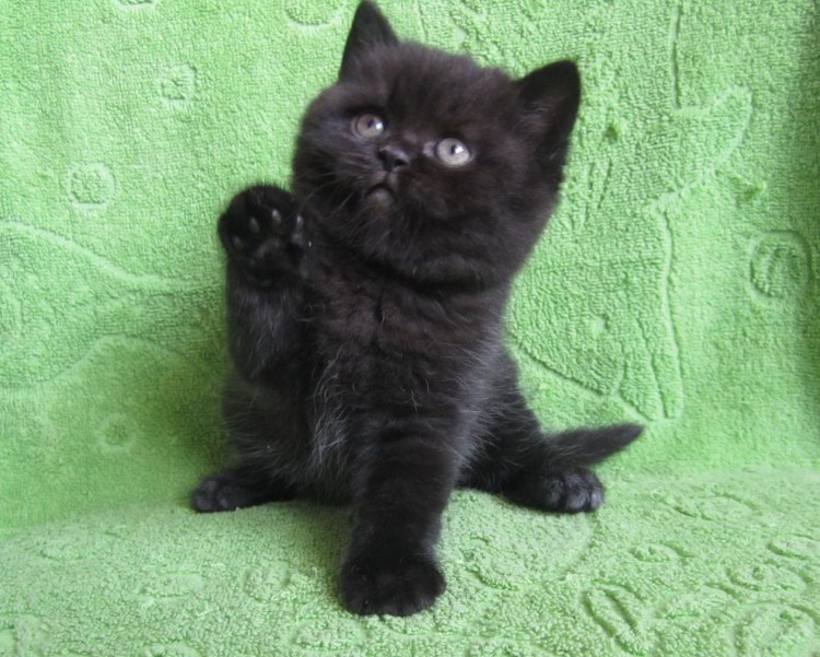 Шотландские котята прямоухие черные