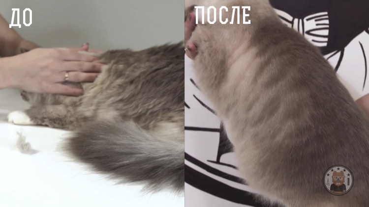 Когда линяют кошки