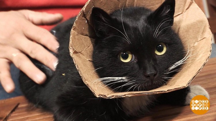 Хомут для кота