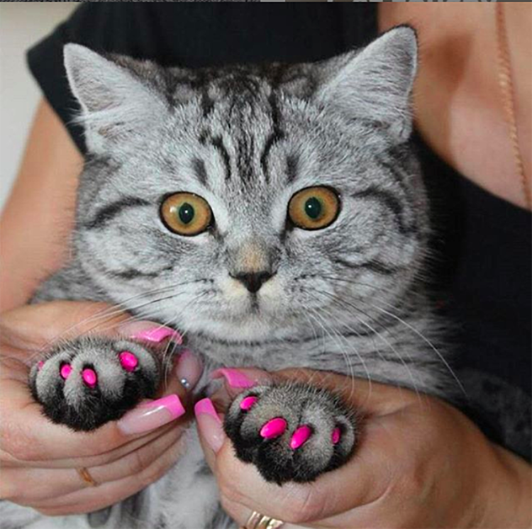 Кошачьи антицарапки