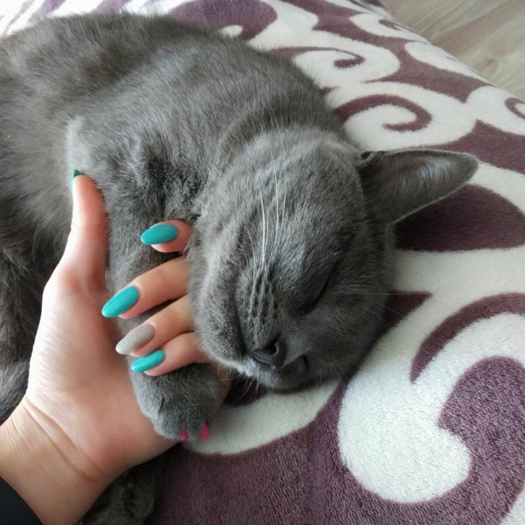 Бренды с кошачьими когтями