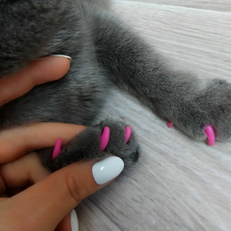Кошка с накладными ногтями