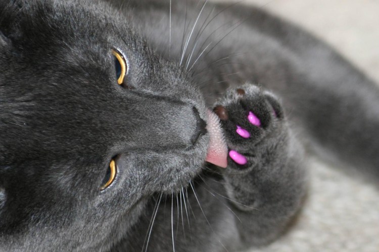 Кошачий коготь