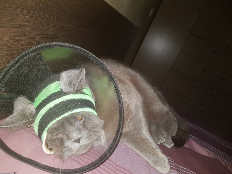 Kruuse Buster воротник надувной для животных