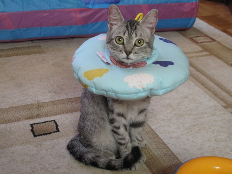 Кошка спит в воротнике