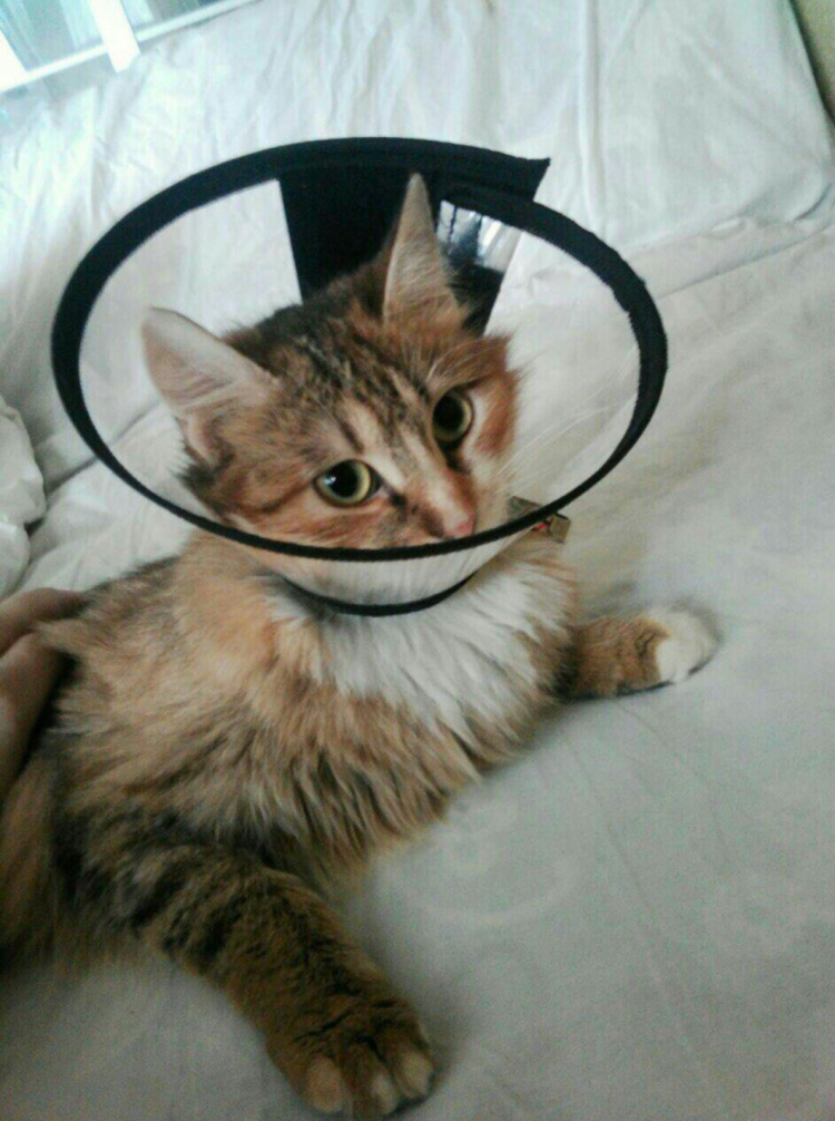 Защитный воротник для кошек