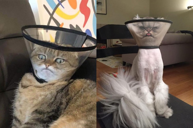 Воротник для кота