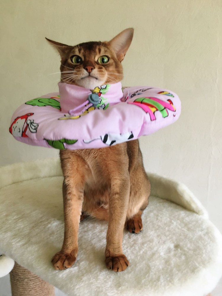 Мягкий воротник для кошек