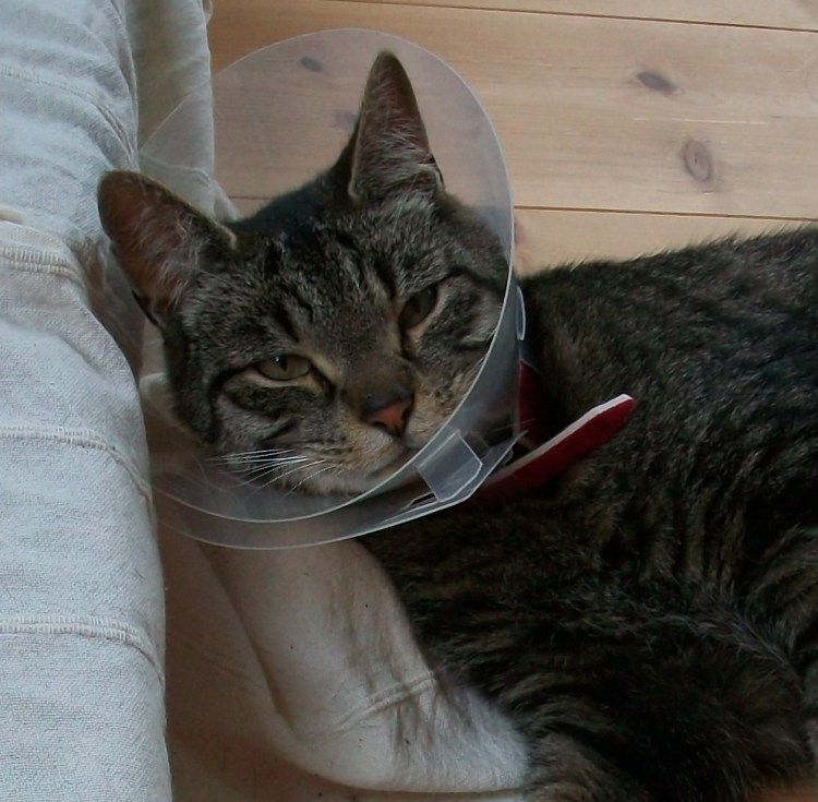 Воротник для кота