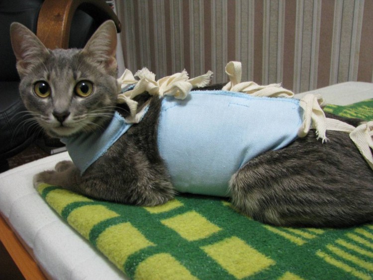 Воротник для кота