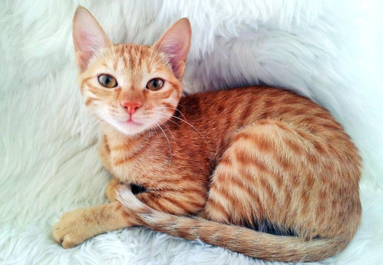 Аравийский МАУ котята