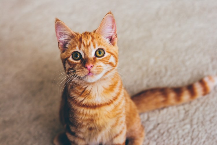 Аравийский МАУ кошка