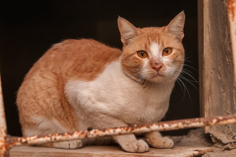 Котики смешные картинки нарисованные