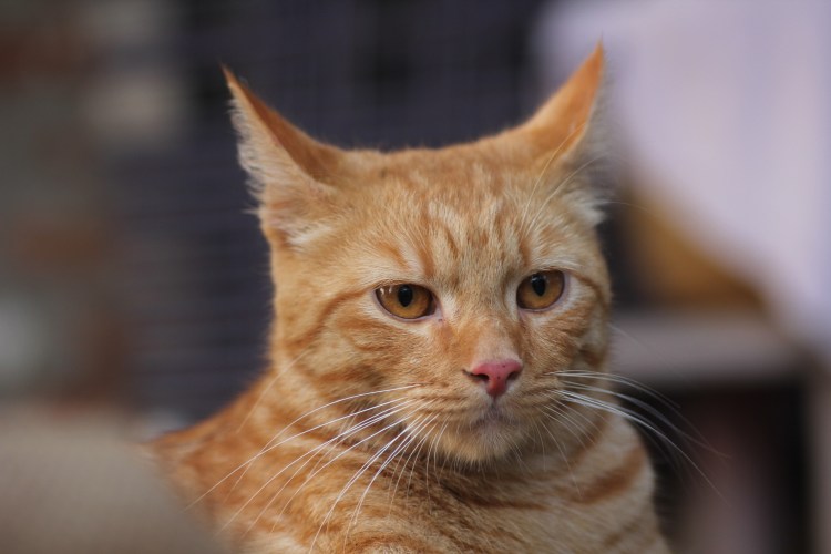 Аравийский МАУ кошка