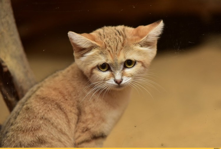 Аравийский МАУ кошка