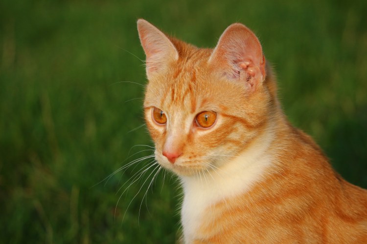 Аравийский МАУ кошка