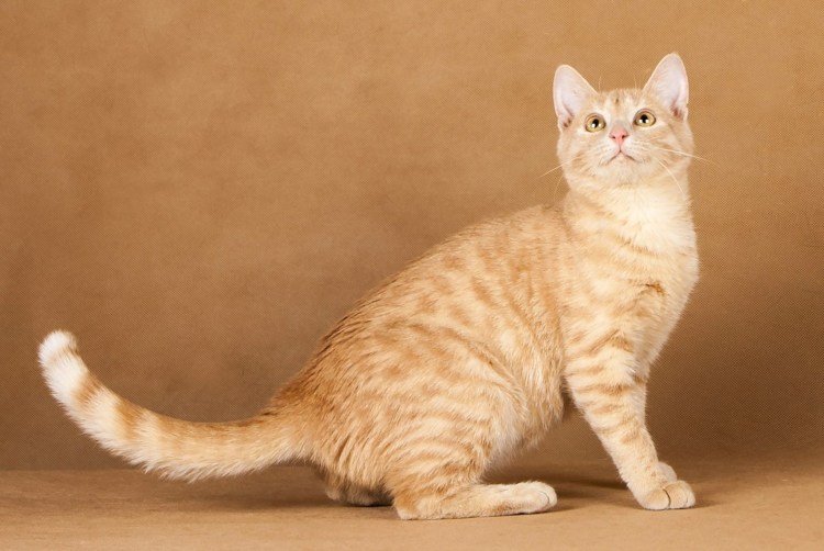 Кот Аравийский МАУ рыжий
