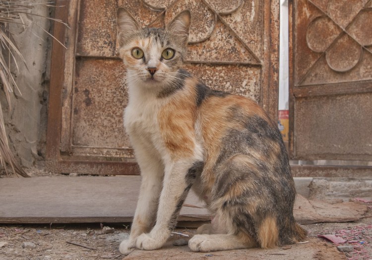 Аравийский МАУ кошка