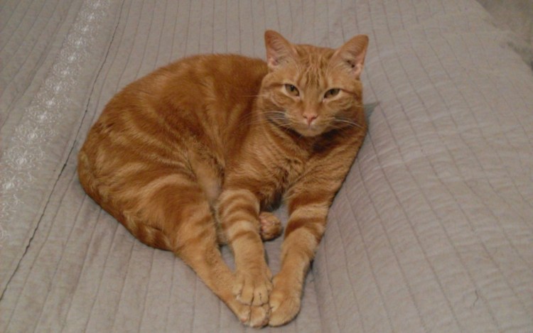 Аравийский МАУ кошка