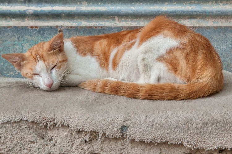 Кот Аравийский МАУ рыжий