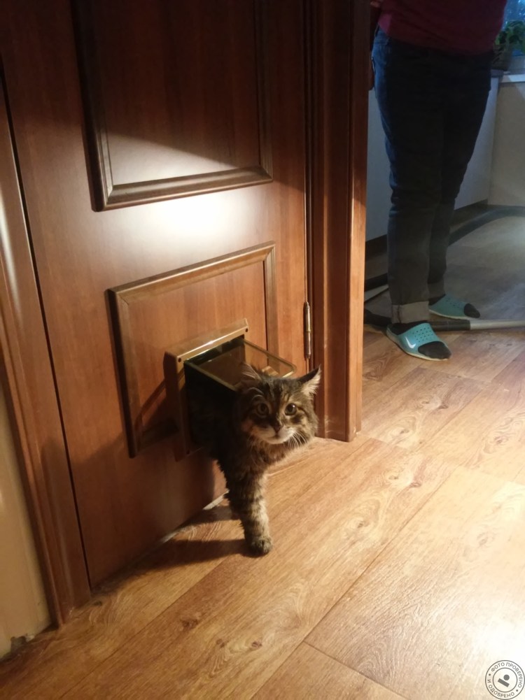 Дверца для кота