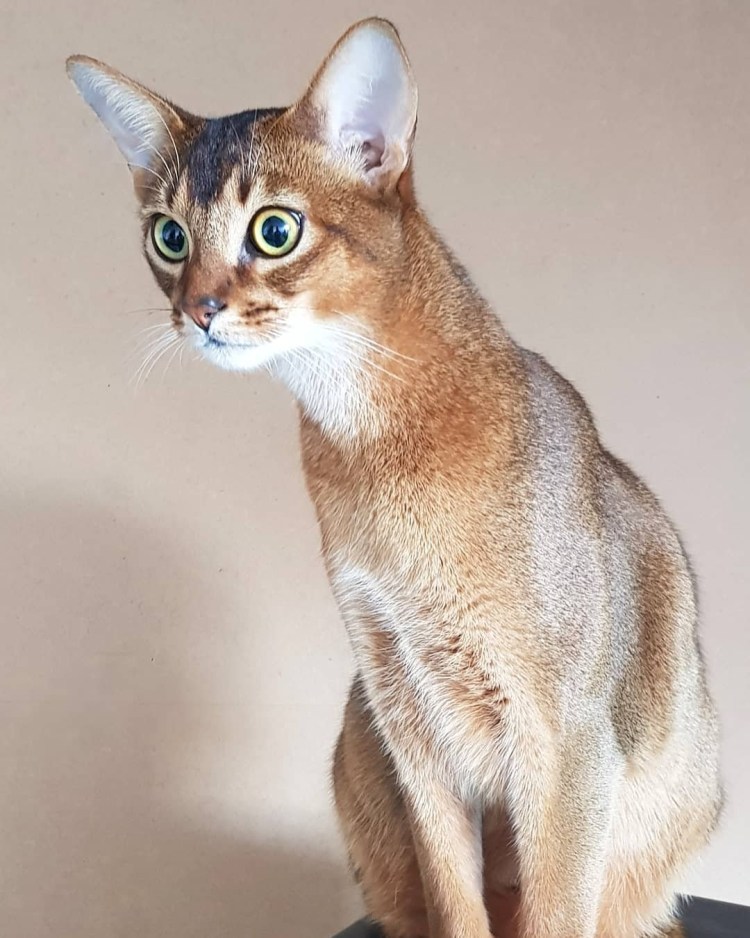 Абиссинская кошка голубая