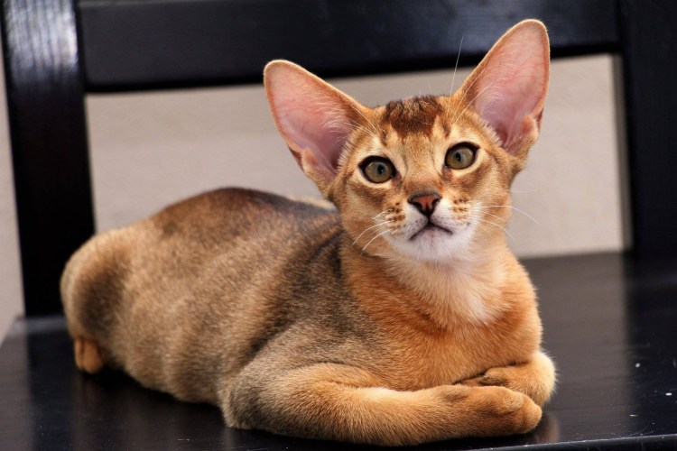 Кошка Египетская абиссинец