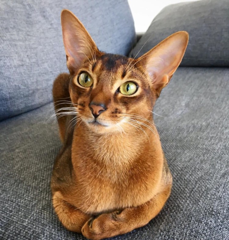 Абиссинская кошка
