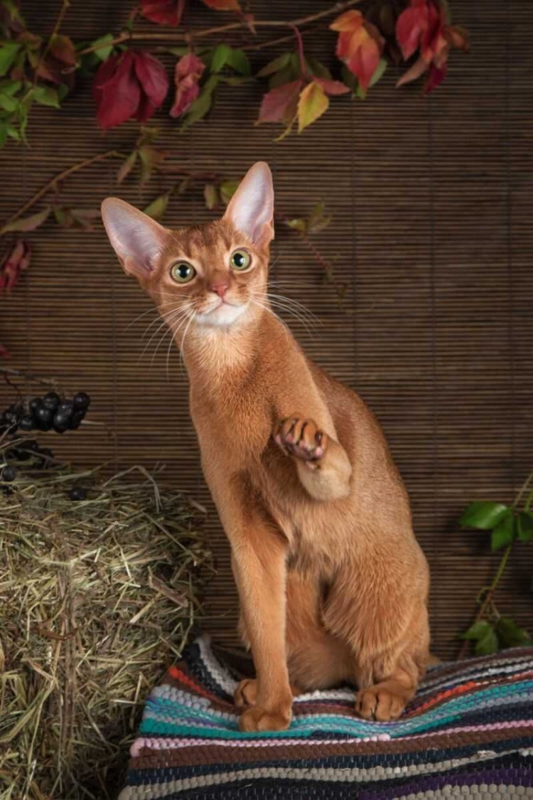 Кошка гладкошерстная Абиссинская