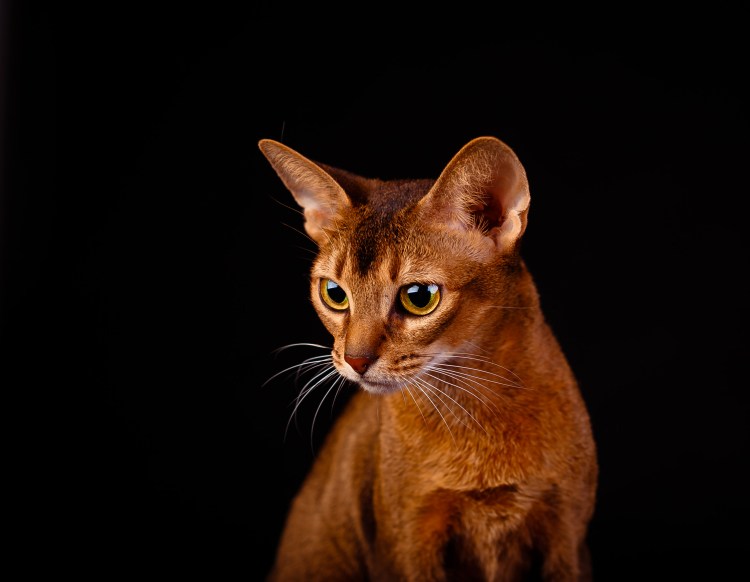 Кот породы абиссинец