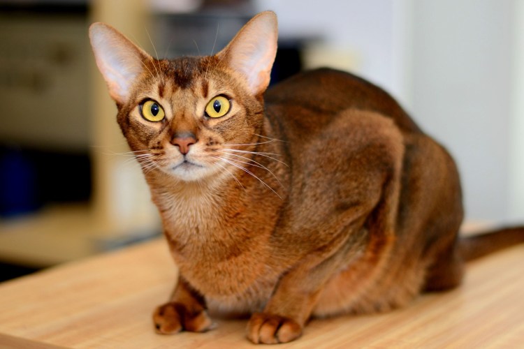 Породы кошек Абиссинская кошка
