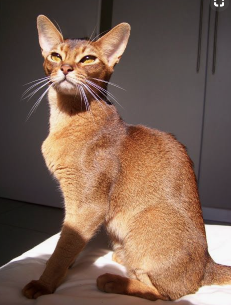 Абиссинская кошка