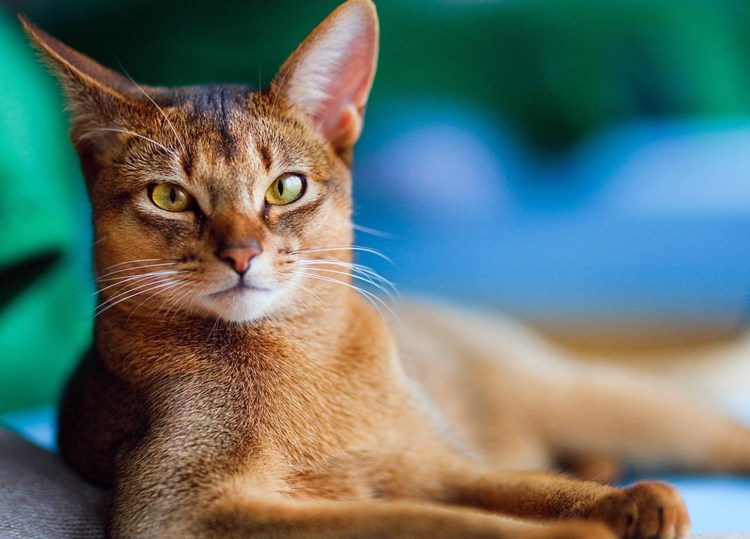 Коты Абиссинской породы