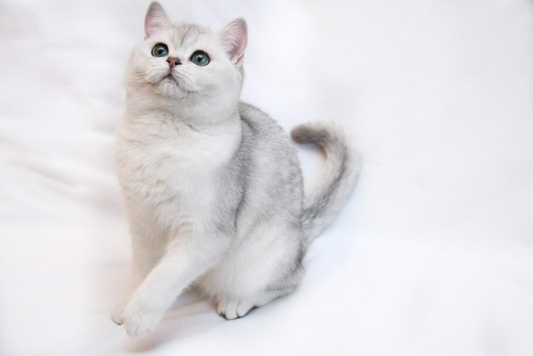 Шотландская короткошерстная шиншилла