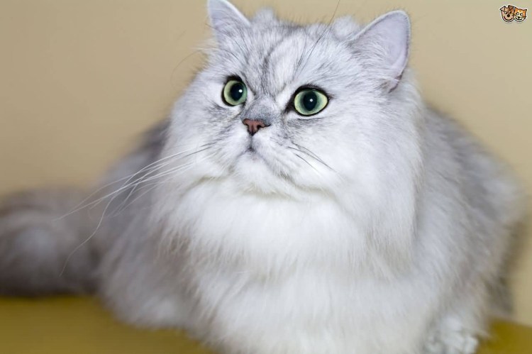 Британская мраморная шиншилла