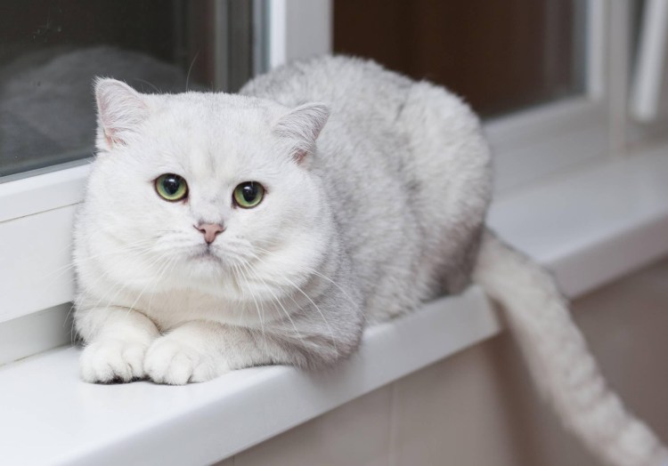 Персидская шиншилла серая