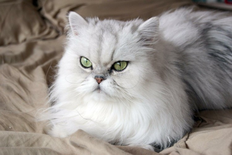 Бурмилла шиншилла